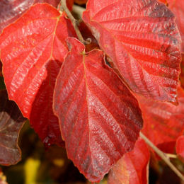 Hamamélis 'Yamina' / Hamamelis intermedia Yamina